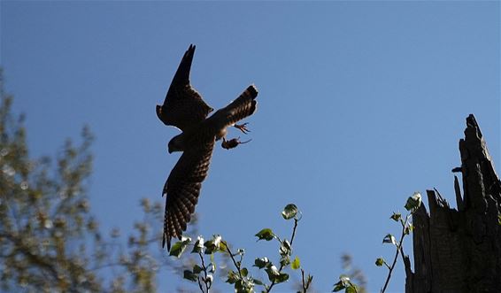 Ook een torenvalk moet eten - Pelt