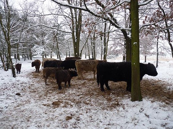 Ook galloway-runderen hebben honger - Neerpelt