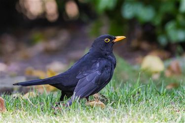 Ook geen merels in de tuin?