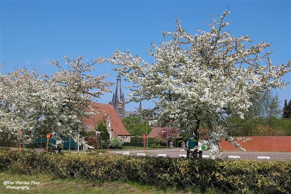 Ook hier bloeien de bloesems - Hamont-Achel