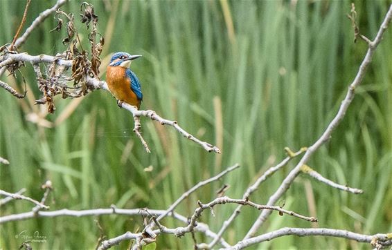 Ook in de kermisweek wat natuur... - Lommel