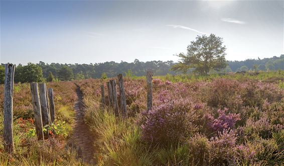 Ook Kattenbosserheide in bloei - Lommel