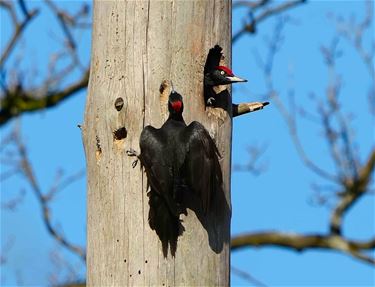 Ook lente voor de vogels - Beringen & Leopoldsburg