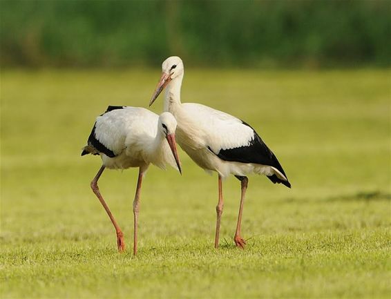 Ook ooievaars in het Lindel - Overpelt