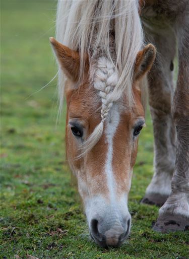 Ook paardenkappers in lockdown - Pelt