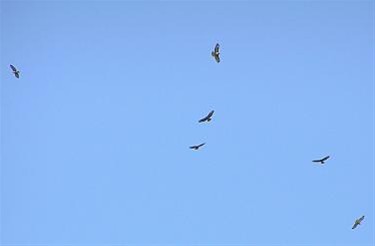 Ook roofvogels trekken... - Hamont-Achel