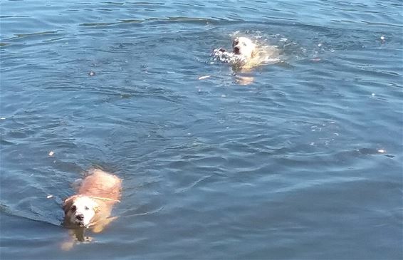 Ook viervoeters hebben het warm - Lommel