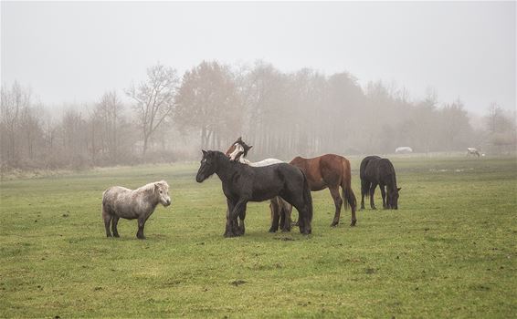 Ook voor hen is het bitter koud - Lommel