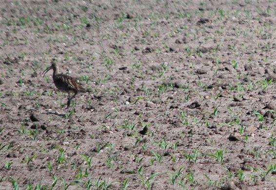 Ook voor vogels was het te heet - Neerpelt