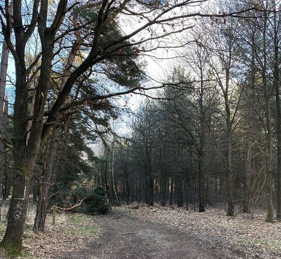 Ook windval in het Kolisbos - Pelt