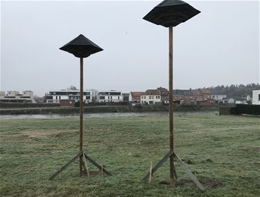 Ook zwaluwkasten aan brug in Beringen - Beringen