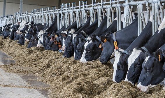 Op 30 augustus Dag van de Landbouw - Neerpelt