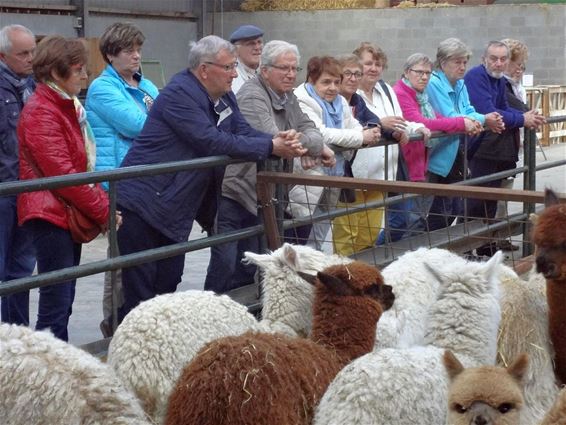 Op bezoek bij de alpaca's - Peer