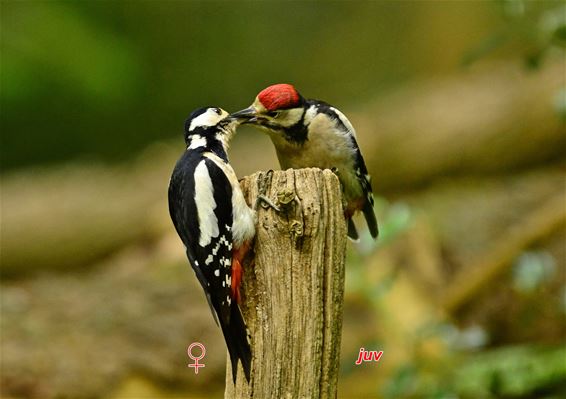 Op bezoek bij de familie Grote bonte spechten - Pelt