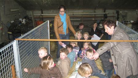 Op bezoek bij de schapen - Neerpelt