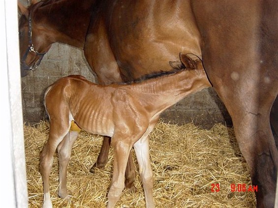 Op bezoek in de boerderij... - Neerpelt