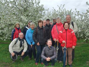 Op bloesemwandeling in Borgloon - Beringen