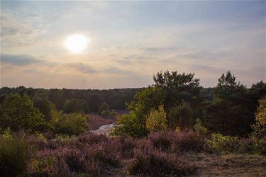 Op de purperen heide - Beringen