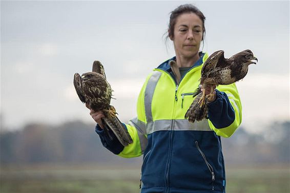 Op de vliegbasis worden vogels gevangen - Peer