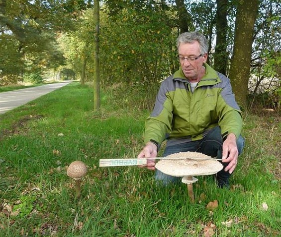 Op een grote paddenstoel... - Meeuwen-Gruitrode