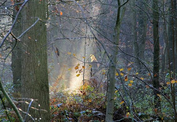 Op een koude novemberochtend - Hamont-Achel