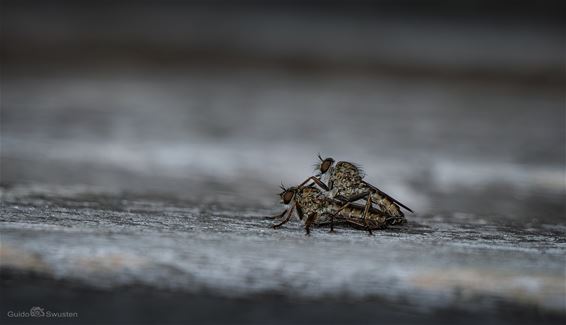 Op heterdaad betrapt - Pelt