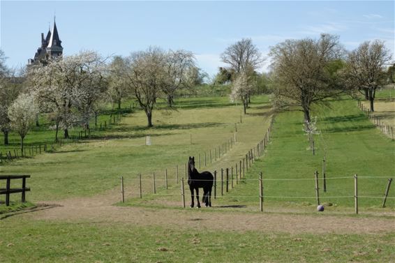 Op naar de bloesems - Pelt