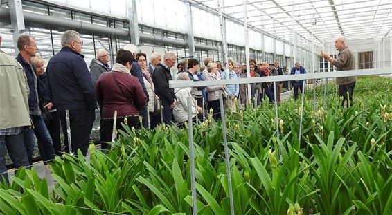 Op reis naar de amarylissen en de tomaten - Bocholt