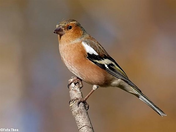 Op vinkenslag: een mannetjesvink - Hamont-Achel