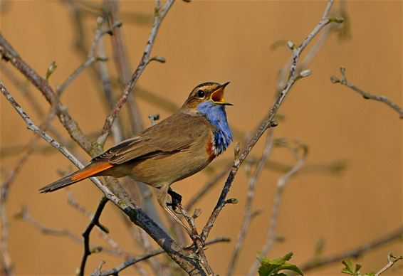 Op zoek naar de blauwborst - Pelt
