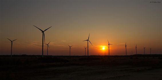 Op zoek naar de nachtzwaluw - Lommel