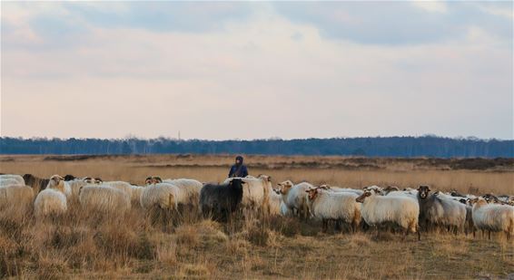 Op zoek naar de schaapskudde - Beringen