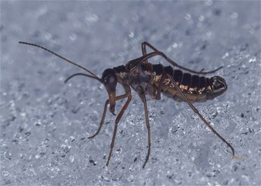 Op zoek naar de sneeuwvlo - Lommel