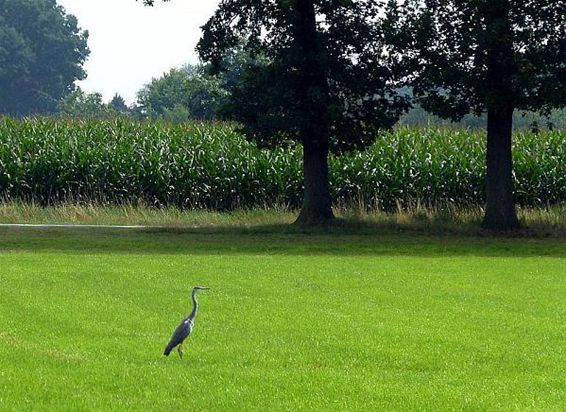 Op zoek naar iets lekkers - Peer