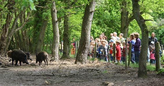 Op zoek naar wilde zwijnen in Koersel - Beringen