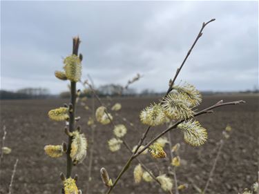 Opgelet voor berkenpollen - Beringen & Leopoldsburg