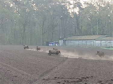 Opgelet voor everzwijnen, meldpunt Stad Beringen - Beringen