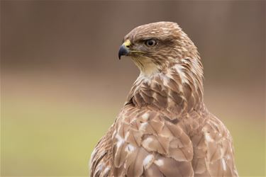 Opgepast voor buizerd! - Beringen