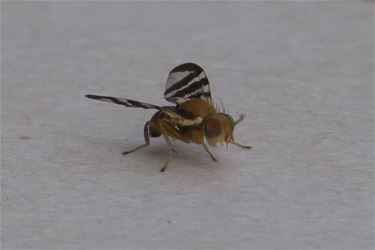 Opgepast voor deze nieuwkomer - Pelt