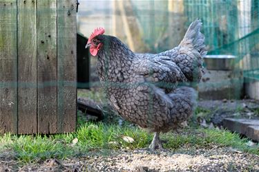 Opgepast voor vogelgriep