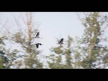 Opnieuw kraanvogels in Vallei van de Zwarte Beek - Beringen