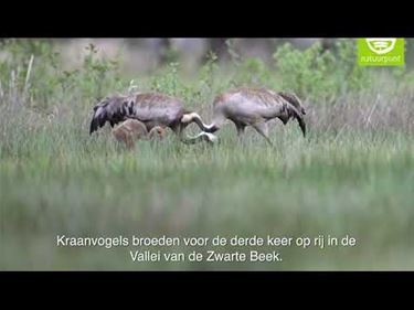 Opnieuw twee jonge kraanvogels - Beringen