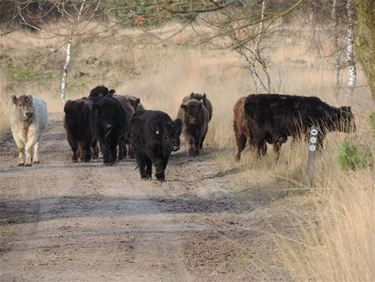 Oppassen met grazers in natuurgebied - Pelt