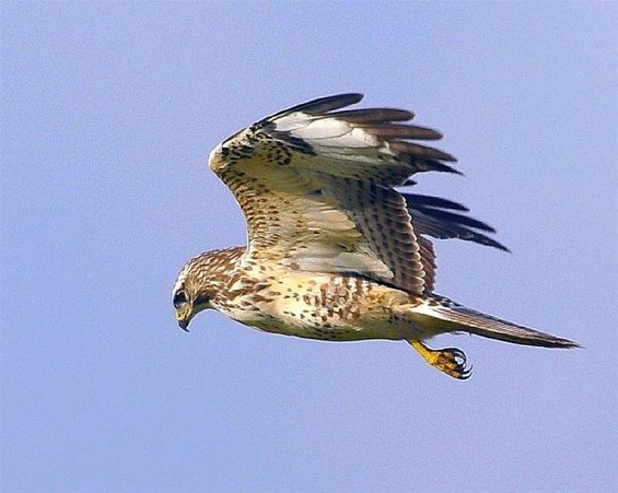 Oppassen voor agressieve buizerd - Meeuwen-Gruitrode