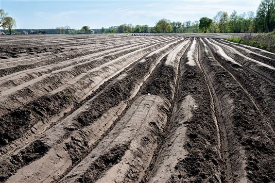 Optimisme op het veld én een fraaie lijnenfoto - Hamont-Achel