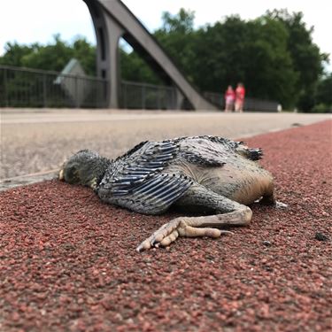 Opvallend veel dode jonge vogels - Beringen