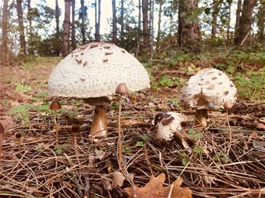 Opvallend veel paddenstoelen - Beringen