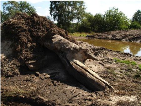 Oude bomen gevonden bij werken aan Dommel - Neerpelt