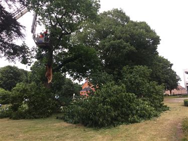 Oude eik in Stal sneuvelt - Beringen