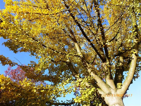 Over Japanse noten en zilveren abrikozen - Hamont-Achel